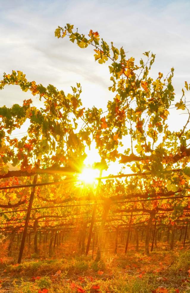 Beautiful sunset peeking through the vineyards in Temecula