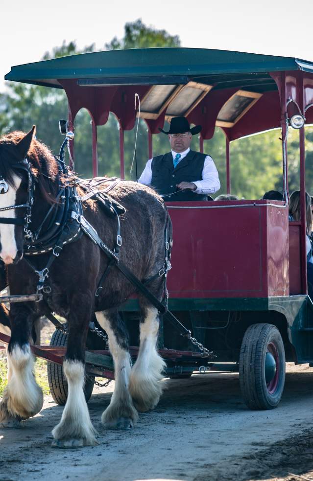 Horse Drawn Carriage