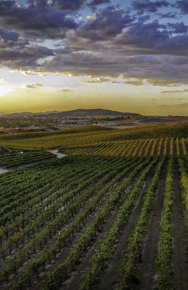 Aerial view of a vineyard at sunset