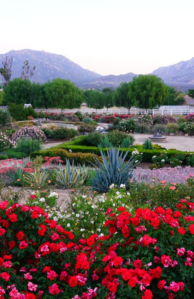 Landscape view of the heritage rose garden, with assorted flowers in full bloom and the hills in the background, daytime