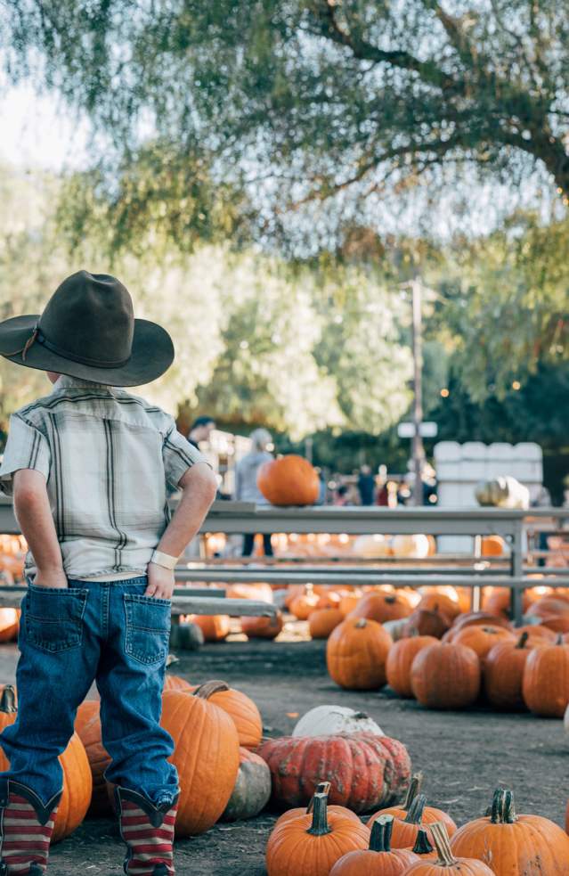 Young child standing among pumkins