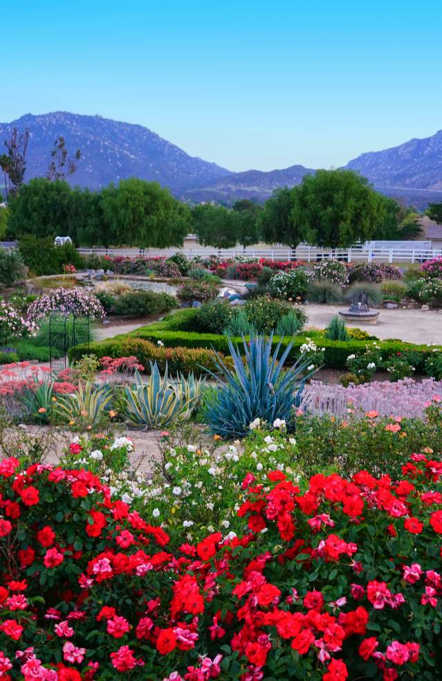 Rose Haven Heritage Garden In Spring