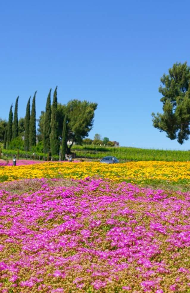 Spring in Temecula Valley