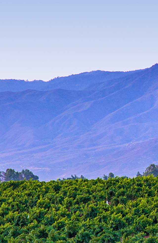 Temecula Valley Wine Country