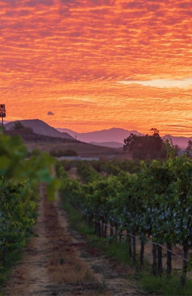 Visit Temecula Valley Members