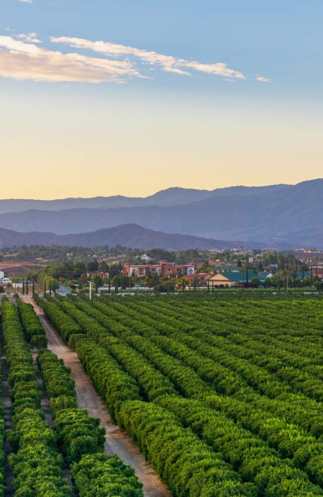 A Temecula vineyard at sunrise with a hot air balloon overhead