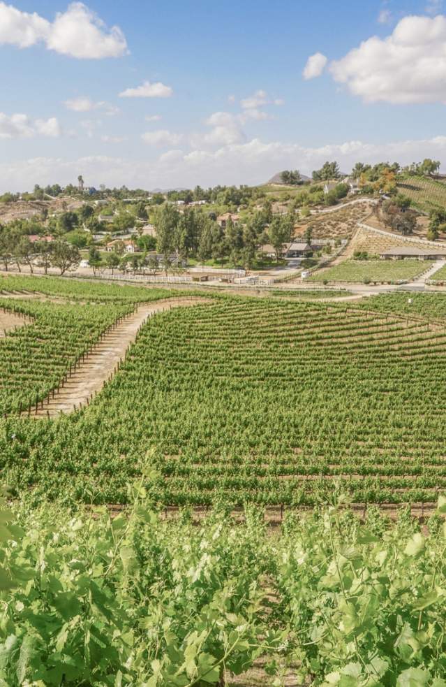 Landscape of a Temecula vineyard during the day