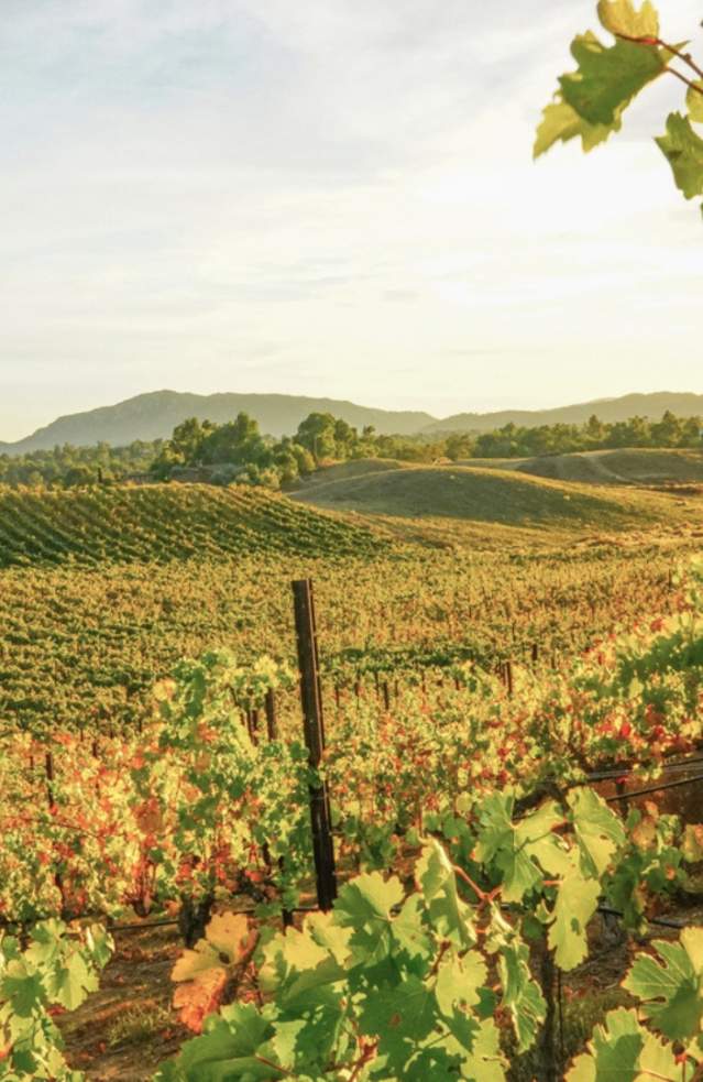 Landscape of a vineyard with rolling hills in the background