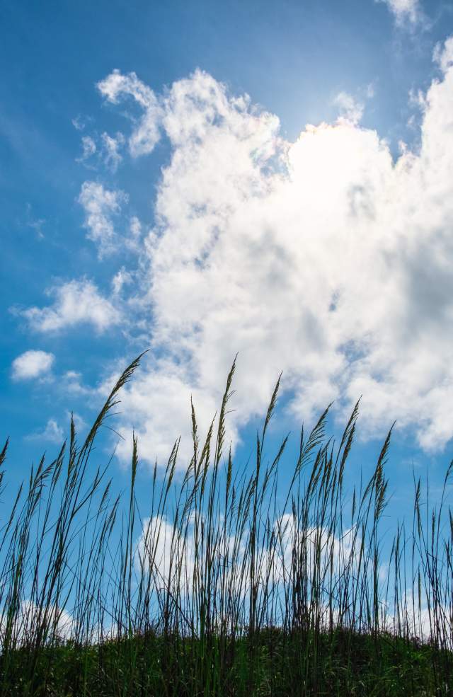 Sea oats and clouds