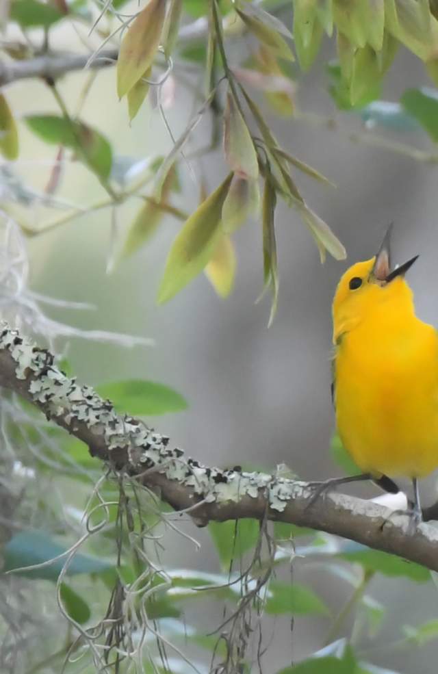 Prothonotary warbler on a branch