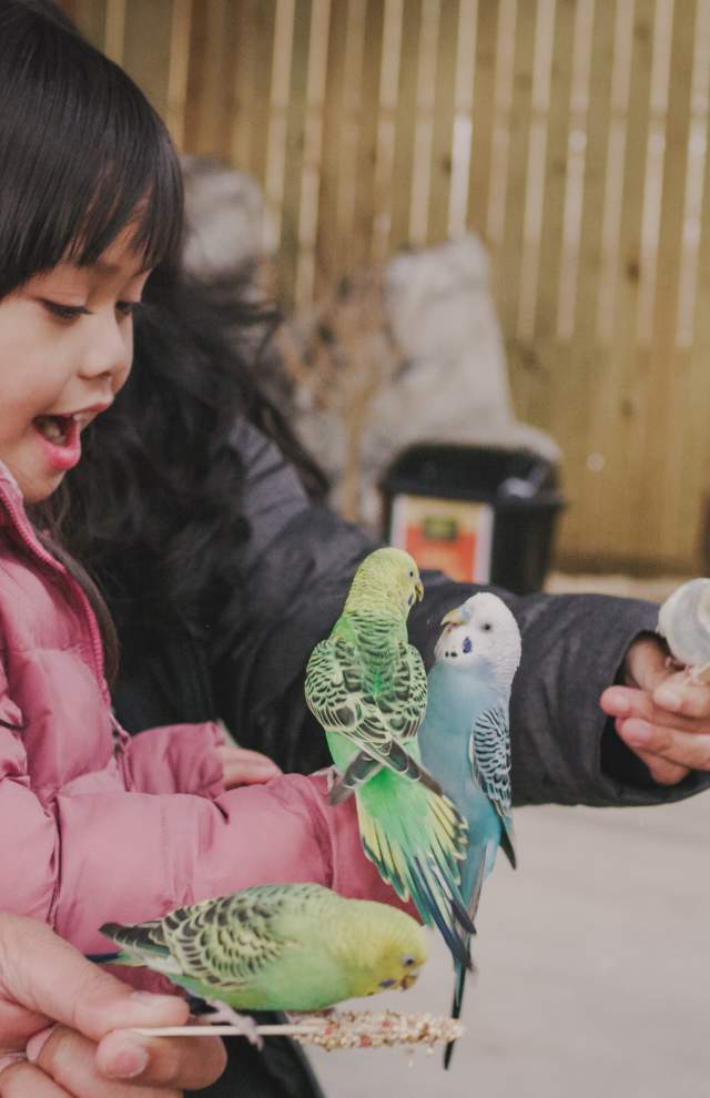Family of 3 feeding budgies