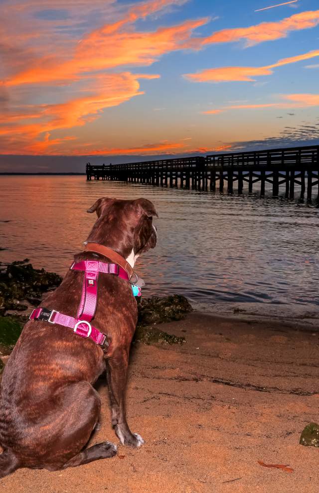 Dog at Hilton Pier