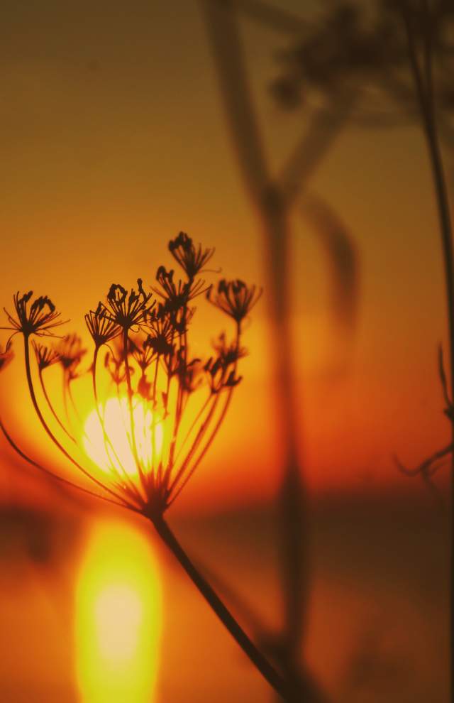 Zoomed In Foliage Sunset