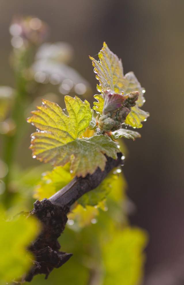 Budbreak_SonomaValley