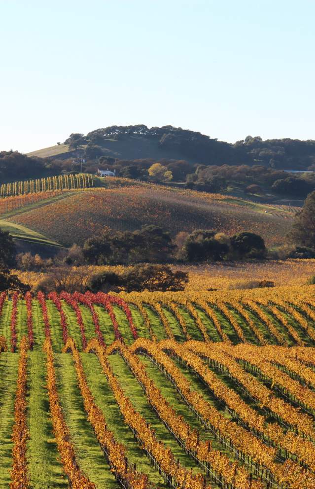 Fall Foliage in Sonoma Valley