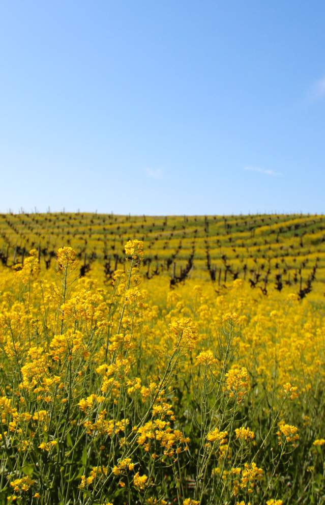 mustard in vineyards