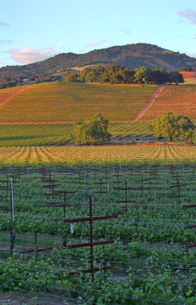 Vineyard