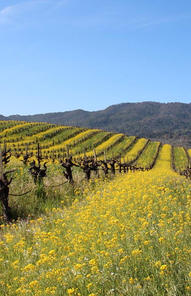 Dormant winegrape vines on a hill with yellow mustard between them and brilliant blue Sonoma skies above them