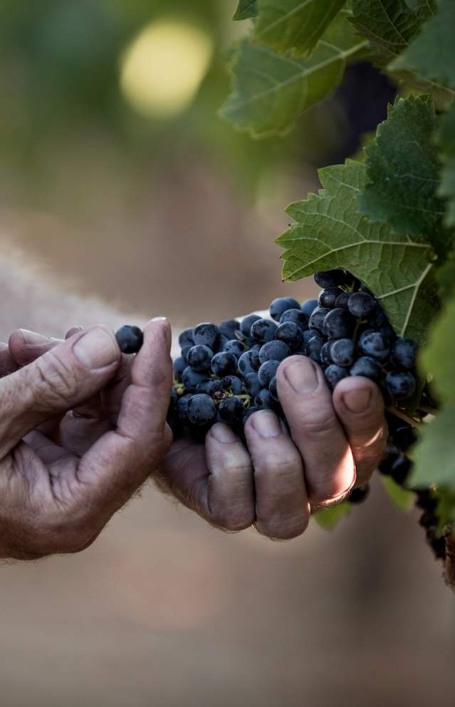 SonomaValleyGrapeHarvest
