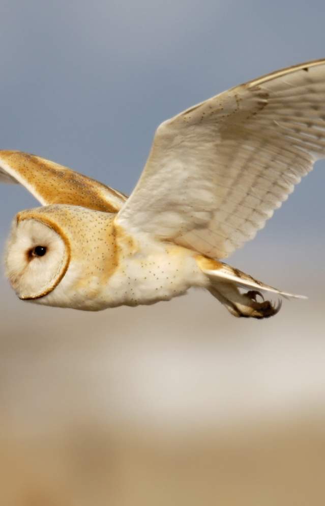 270+ Bird Species in Utah | Complete Birding Checklist