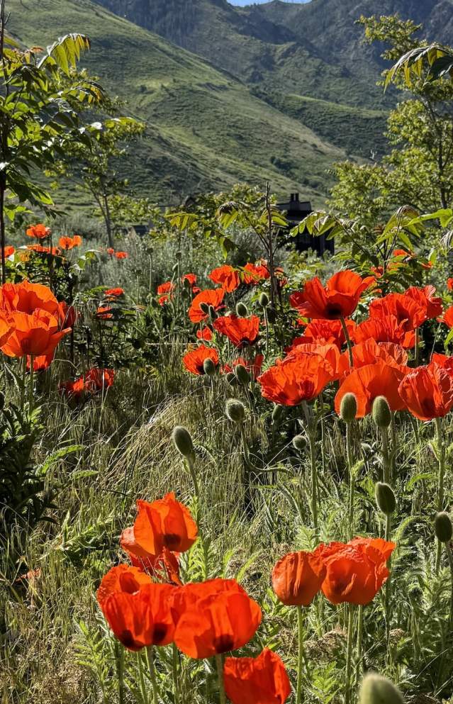 Everything You Need to Know about Visiting the Alpine Poppies | 10 Tips