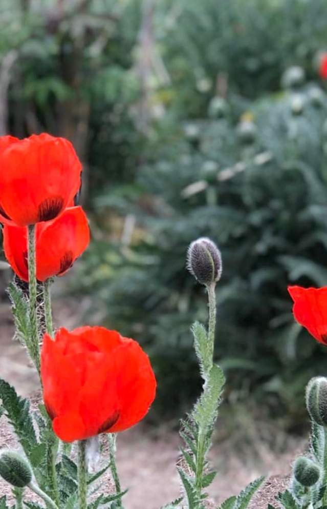 The Poppy Fields | Alpine Utah Guide