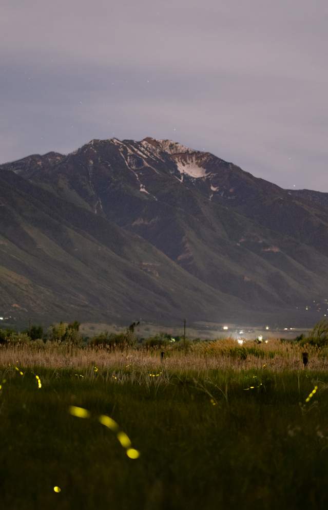 Utah Valley Fireflies: Thompson Century Farm