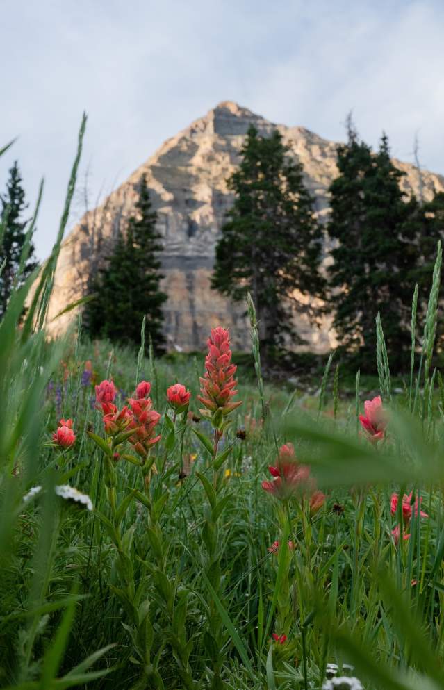 5 Wildflower Hikes in Utah Valley