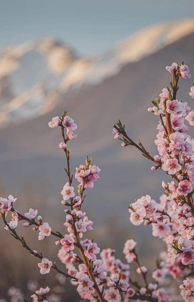 7 Places to See Cherry Blossoms & When | Provo, Utah Valley