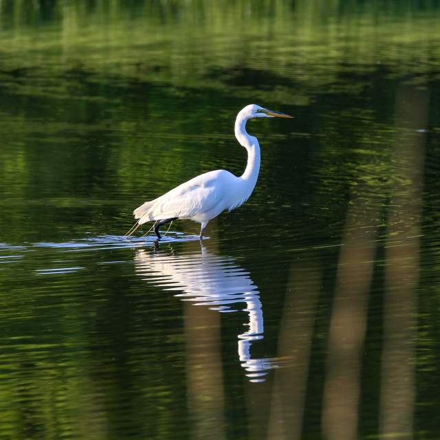 Birding - Baytown