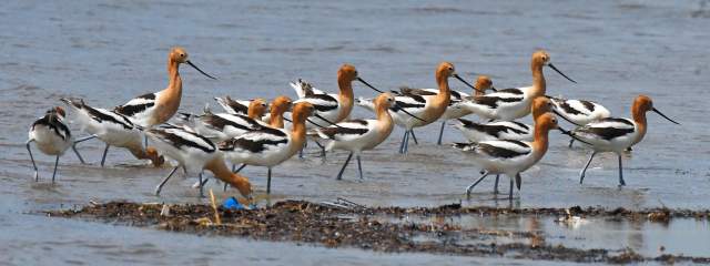 Beaumont Birds - Bolivar Flats