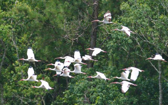 Whitebills - Cattail Marsh, Beaumont
