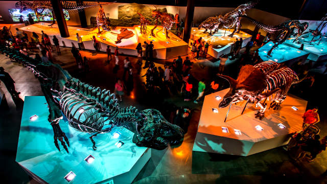 Museum of Natural Science Dinosaur Exhibit floor