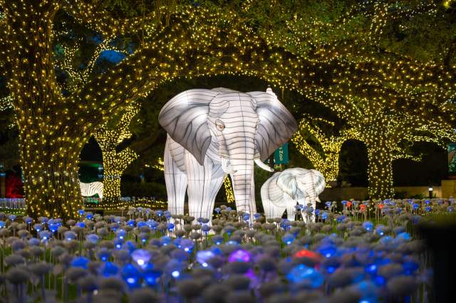 Zoo Lights Houston
