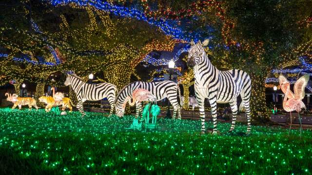 Zoo Lights - Houston
