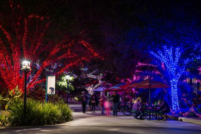 Zoo Lights 