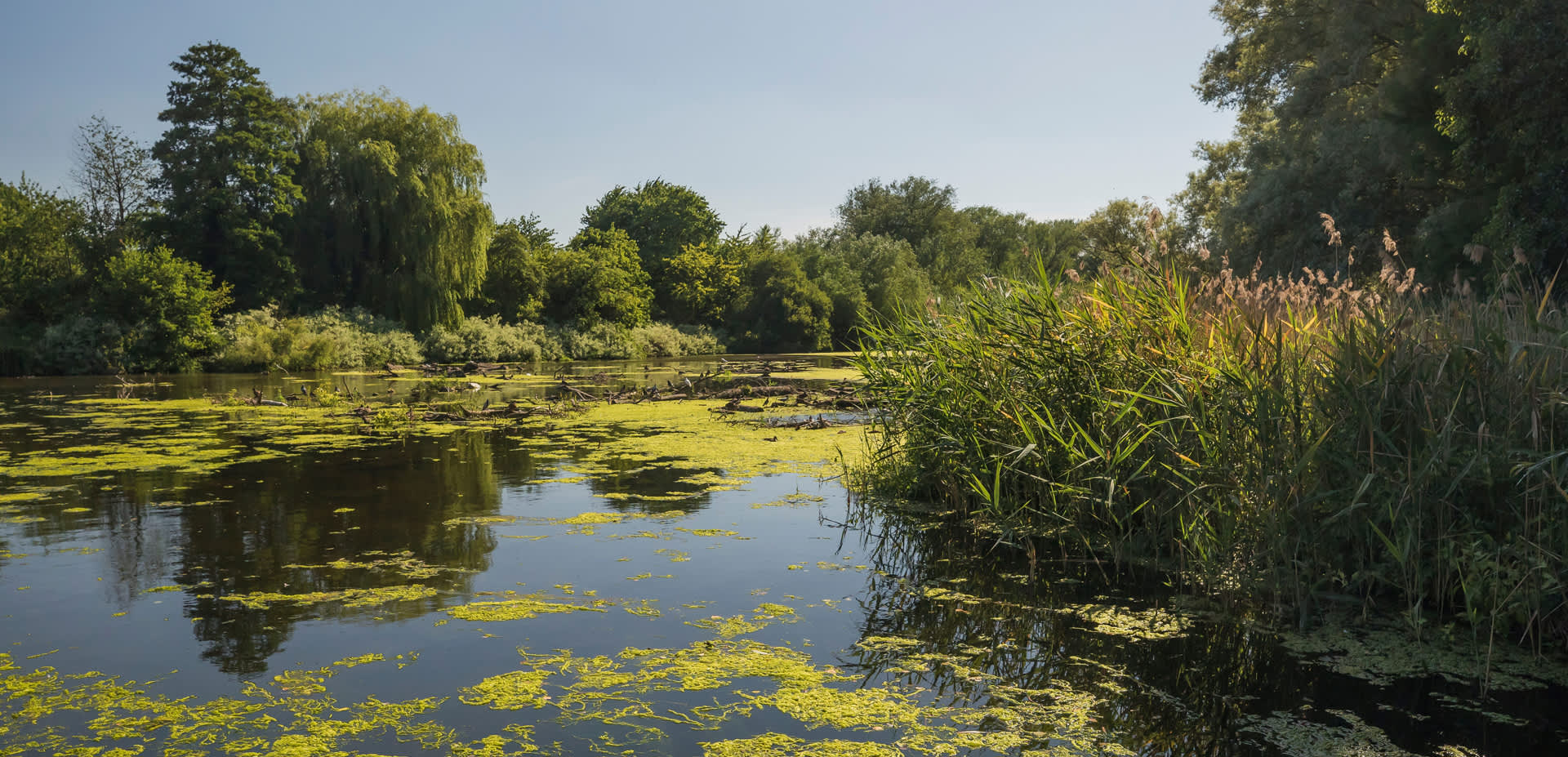 Coombe Abbey lake with greenery