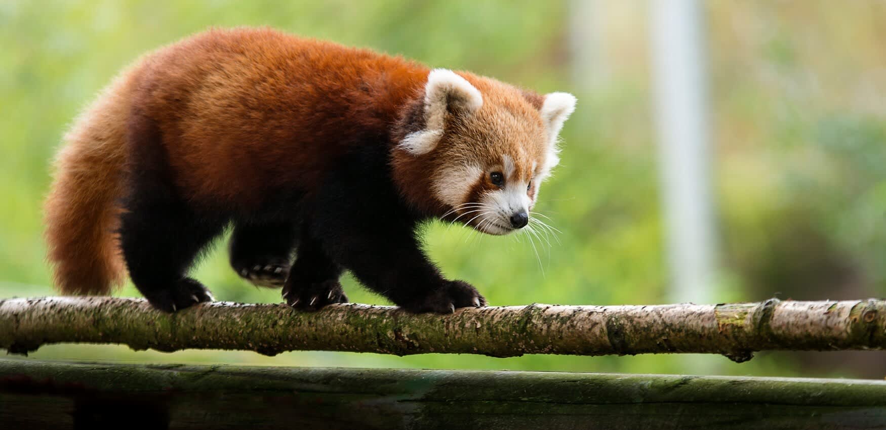 COL - Gallery Image - Colchester Zoo Red Panda