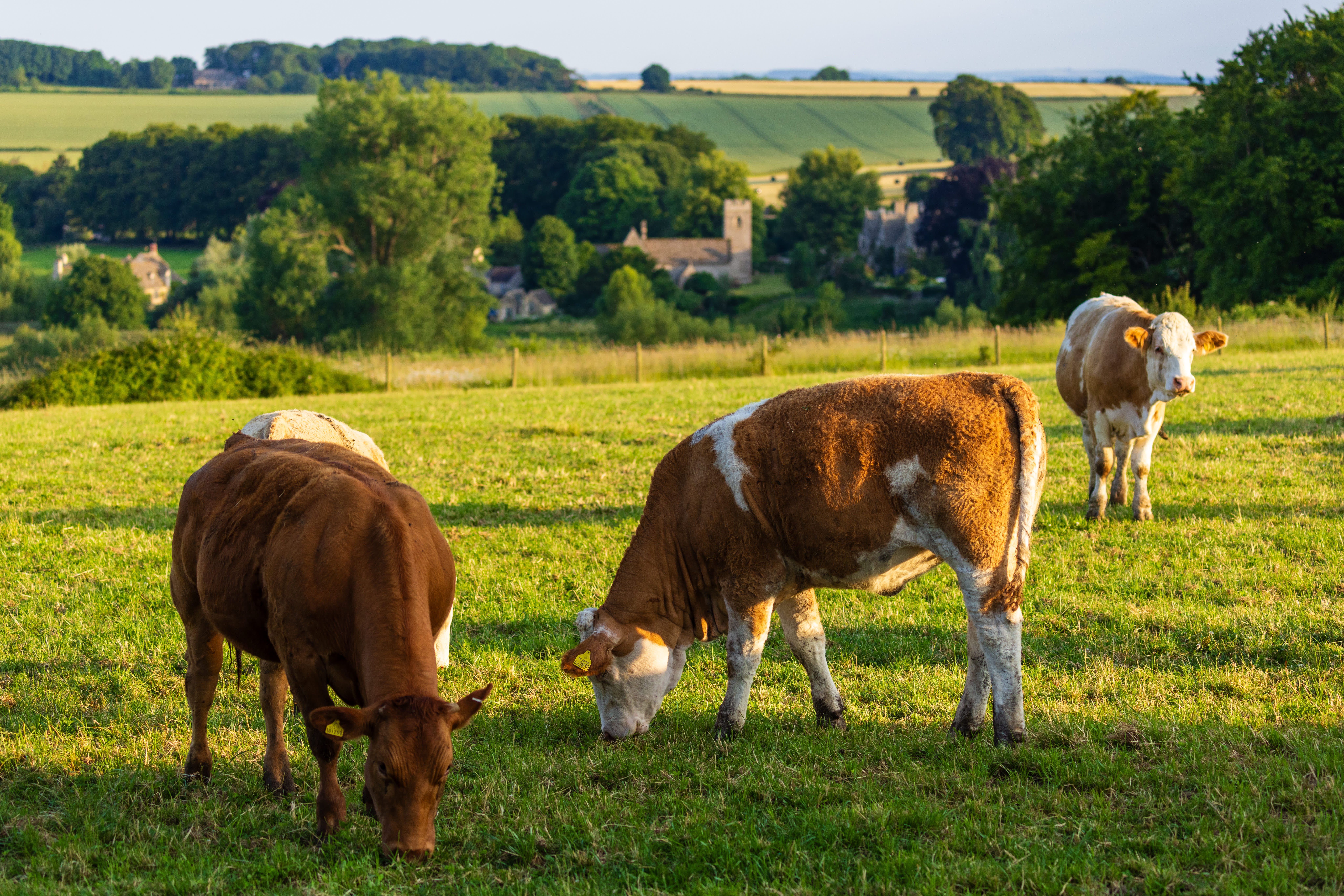 Cows grazing in a field with a village church in the distance