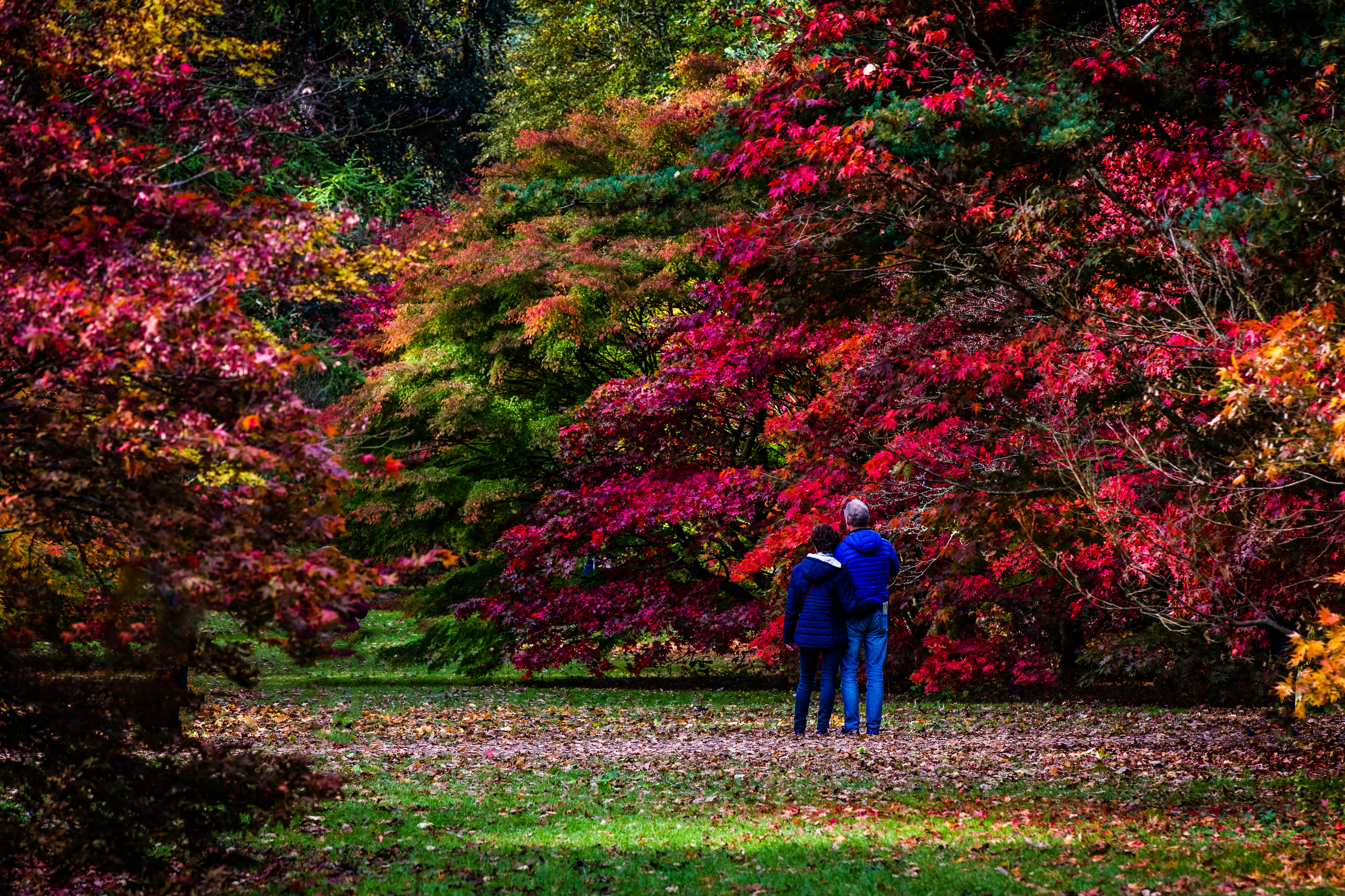 Westonbirt - The National Arboretum trees in the autumn, a couple look on to the trees with red and orange leaves