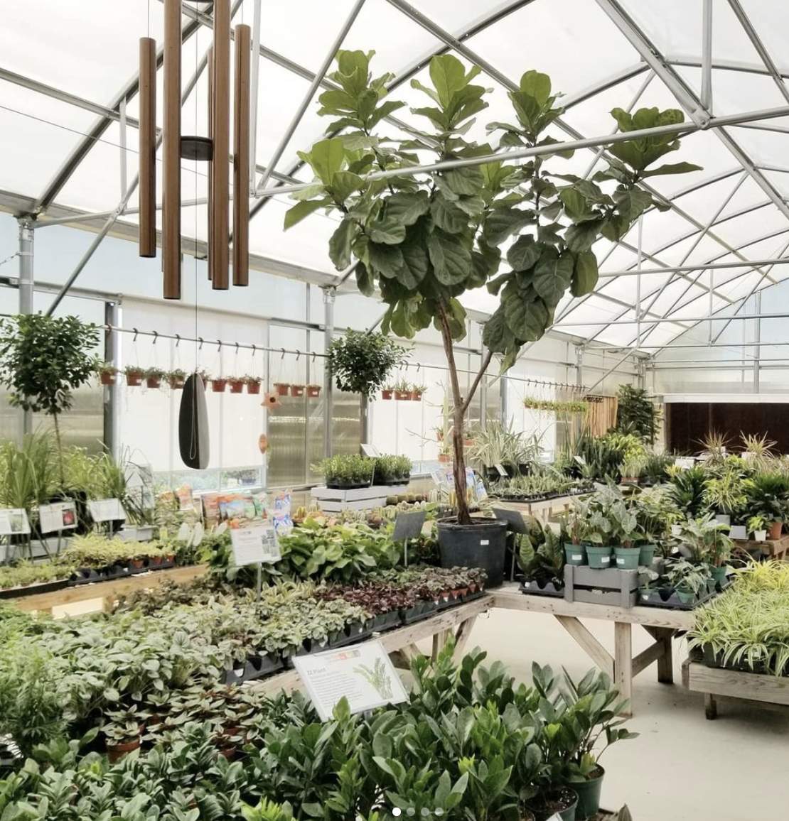 Where To Shop For Plants In Dallas