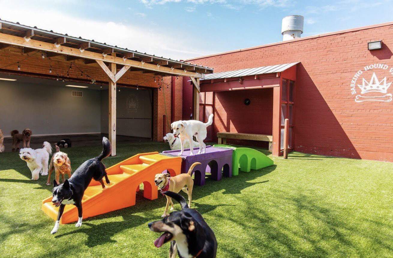Best puppy daycare outlet
