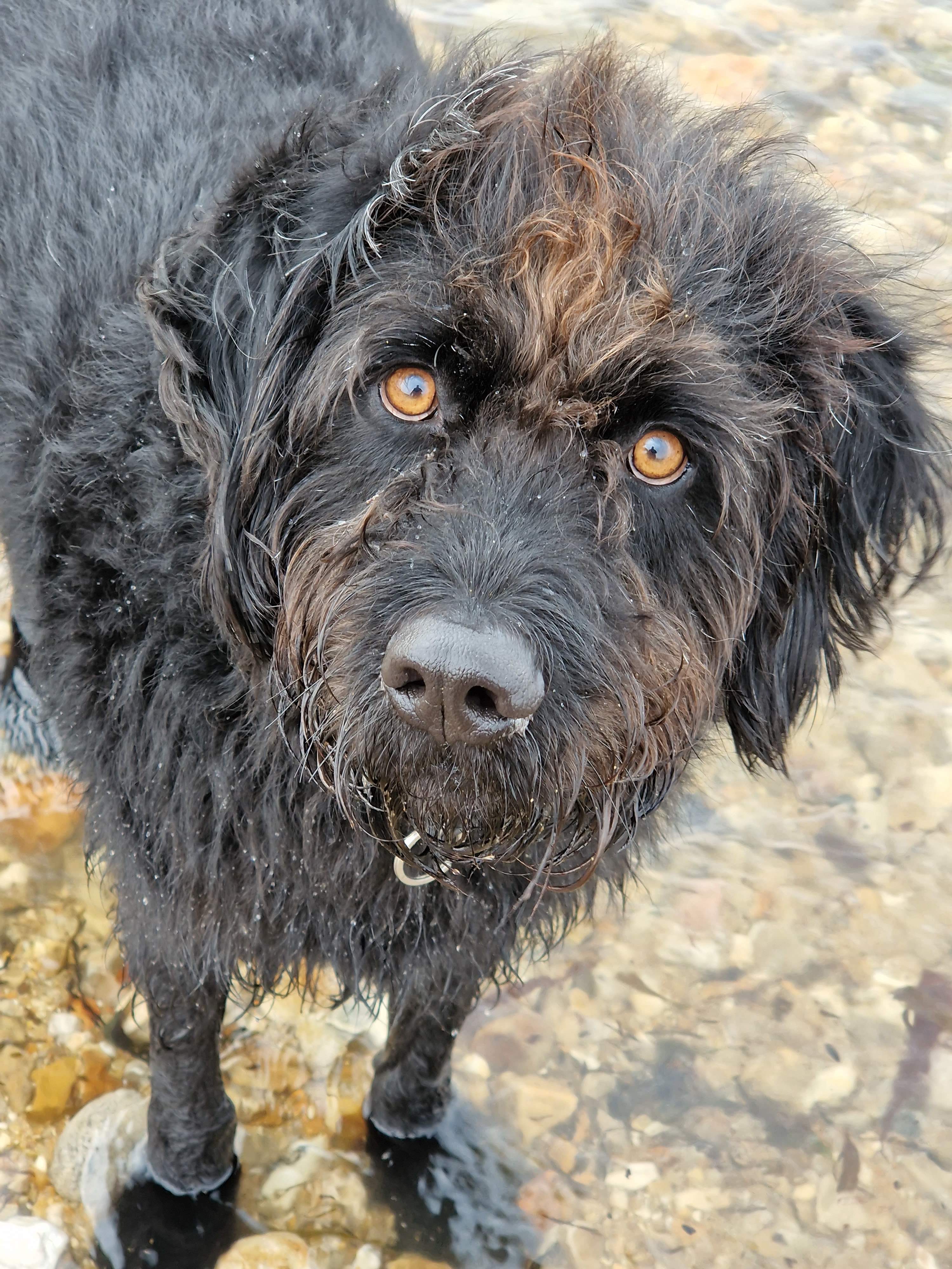 Chief Brody’s guide to a dog friendly day out in Seaton