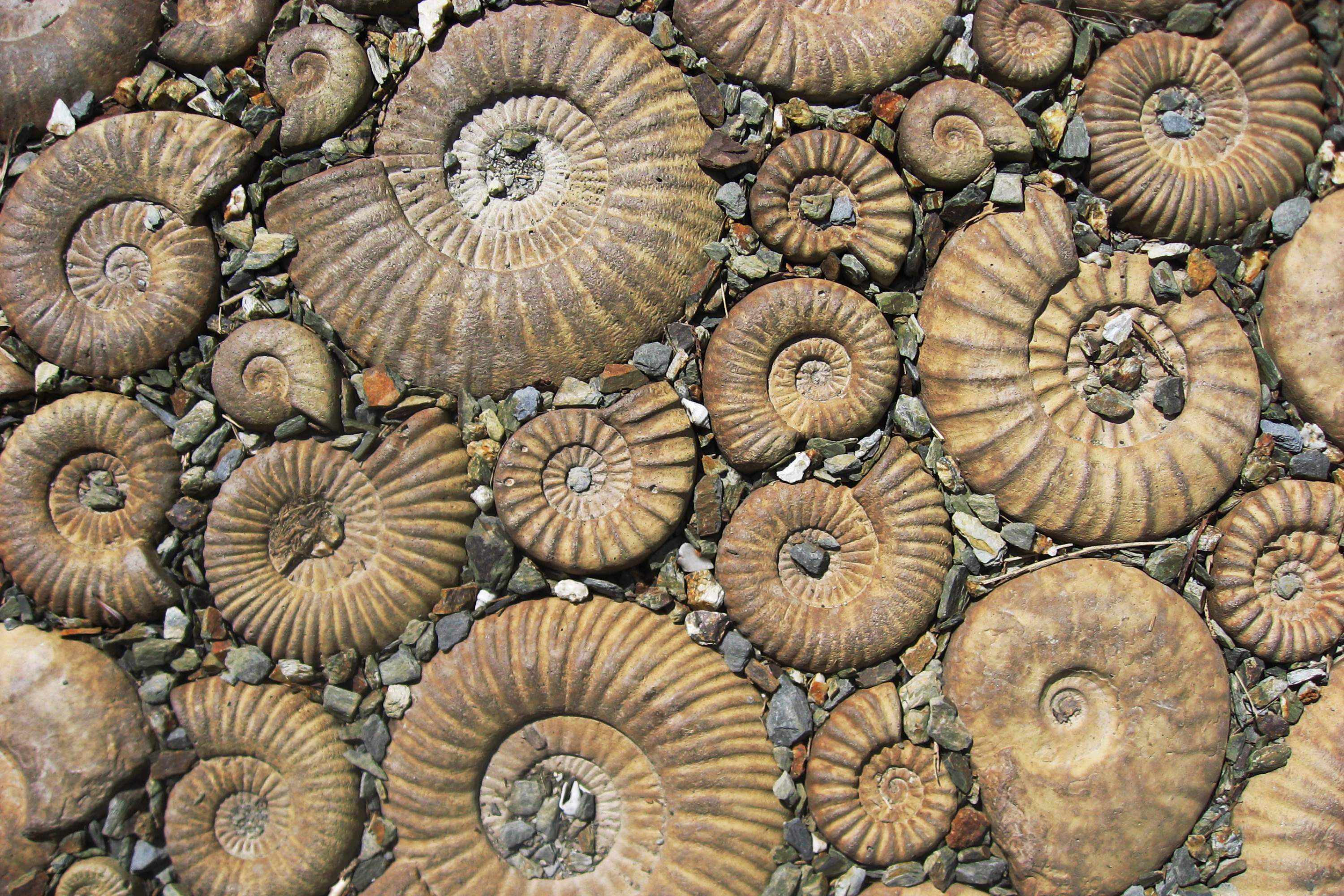 fossils carved into a rockface