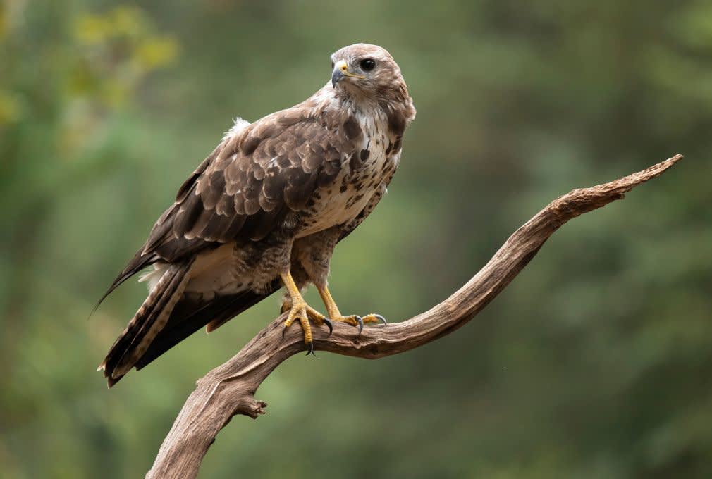 buzzard on a branch