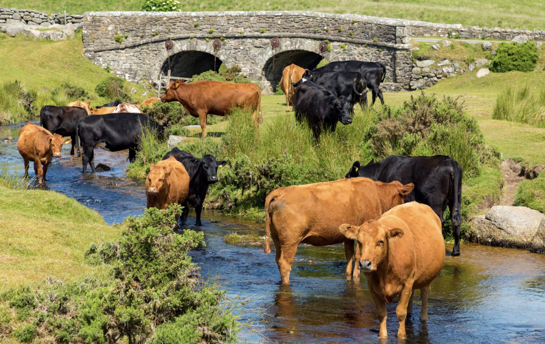 Dartmoor Cows