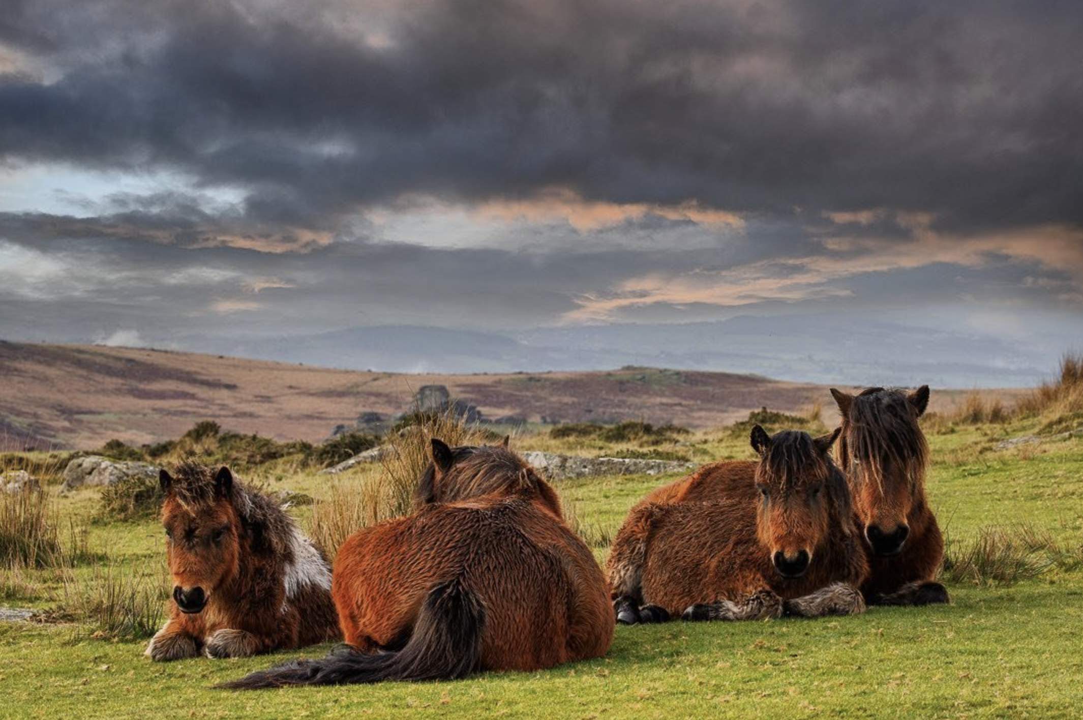 Four ponies rest on a grassy hillside under a dramatic, cloudy sky. The scene is serene, with hilly landscape and moody tones.