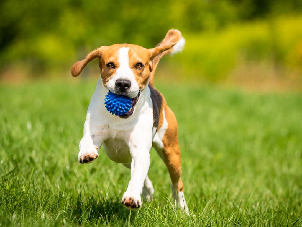 dog on a meadow running with a blue ball in his mouth