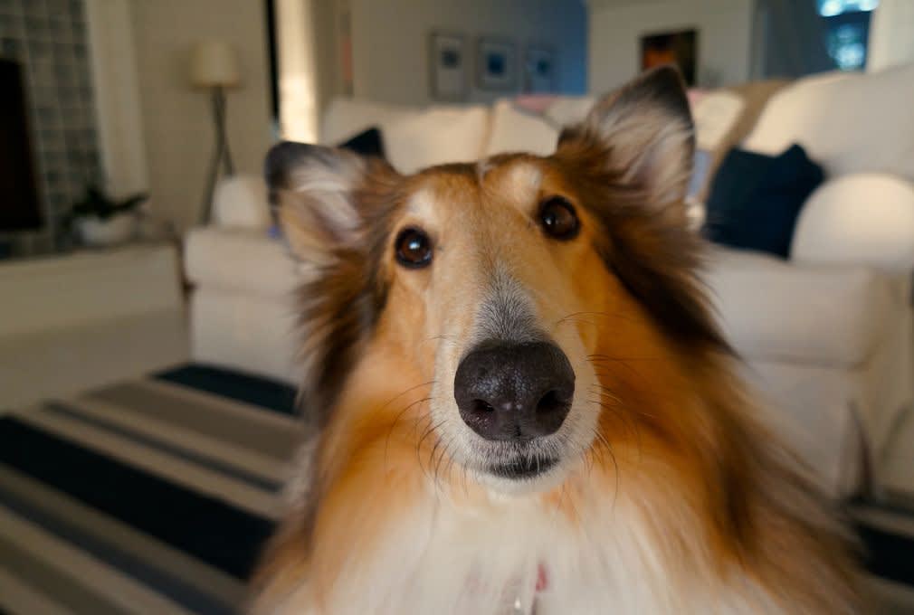fluffy dog in a room