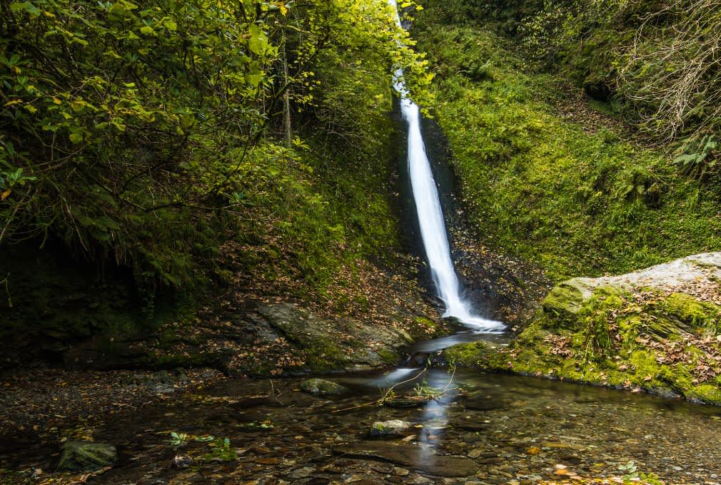 A serene waterfall cascades down a moss-covered cliff into a tranquil stream, surrounded by lush greenery and scattered autumn leaves, evoking calm.